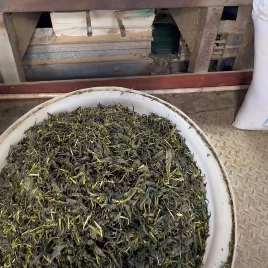 Development Trends of Wuyi Rock Tea