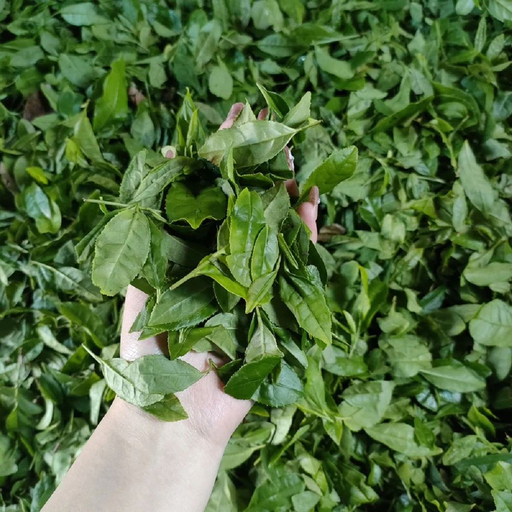 fresh leaves fresh leaves